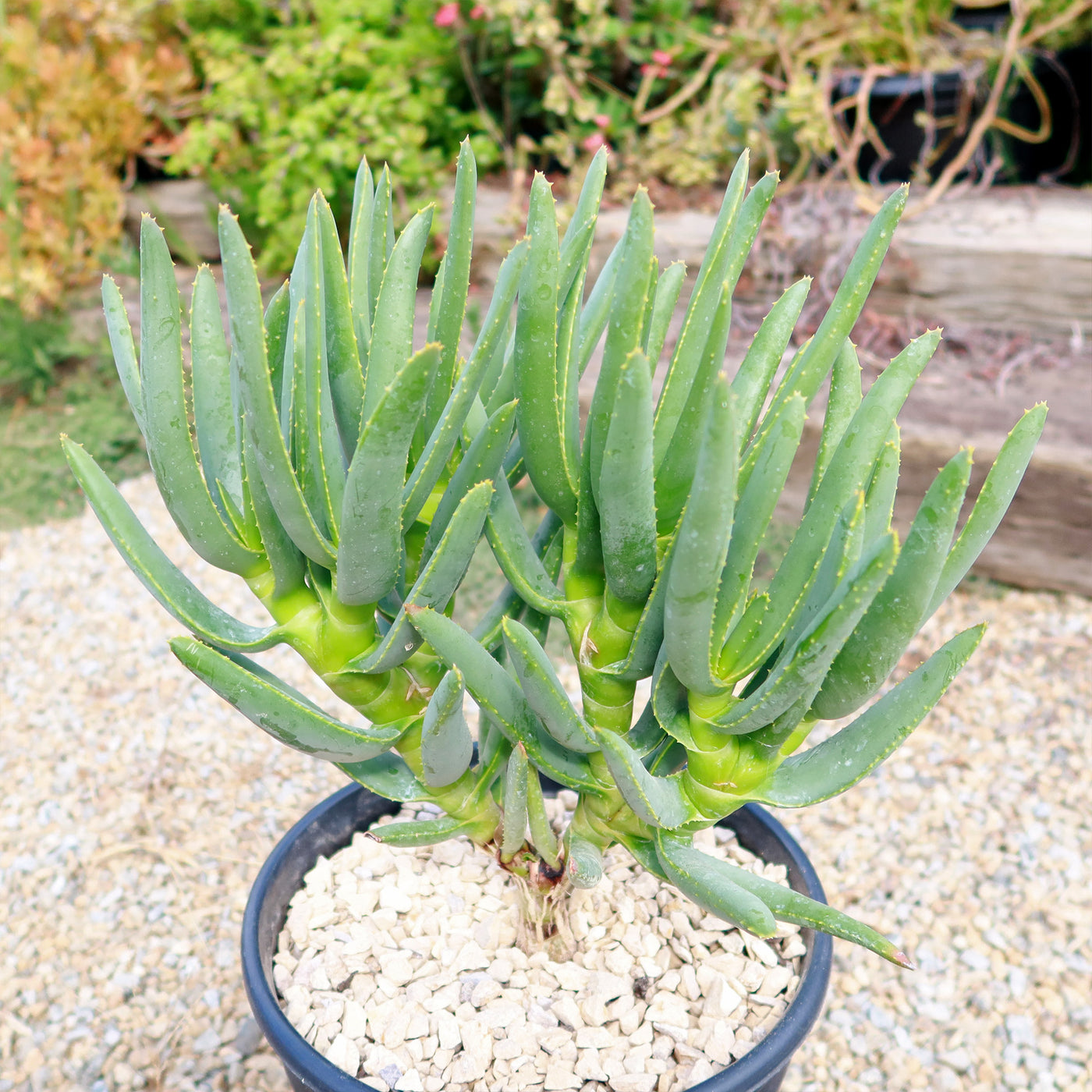 Aloe ramosissima