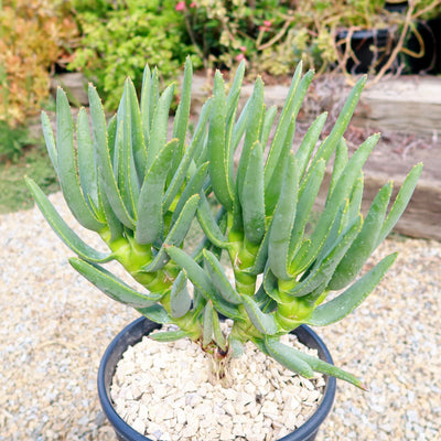 Aloe ramosissima