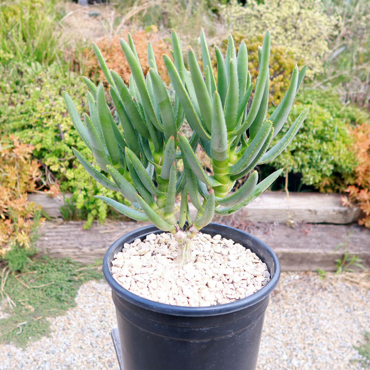 Aloe ramosissima