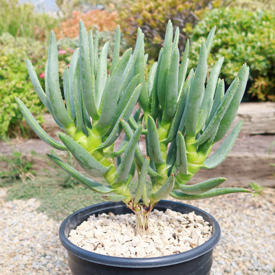 Aloe ramosissima