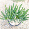 Aloe ramosissima