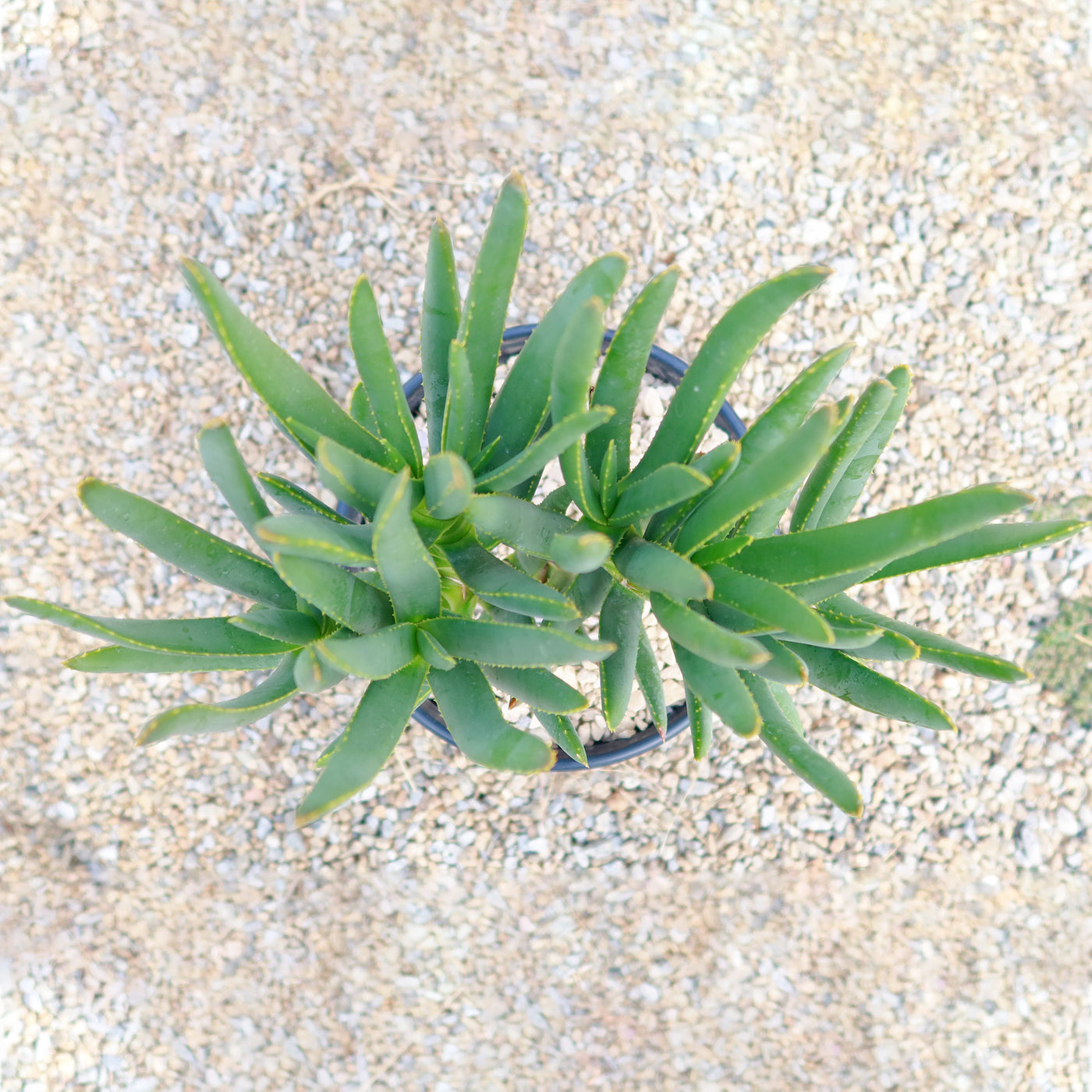 Aloe ramosissima