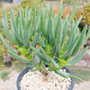 Aloe ramosissima