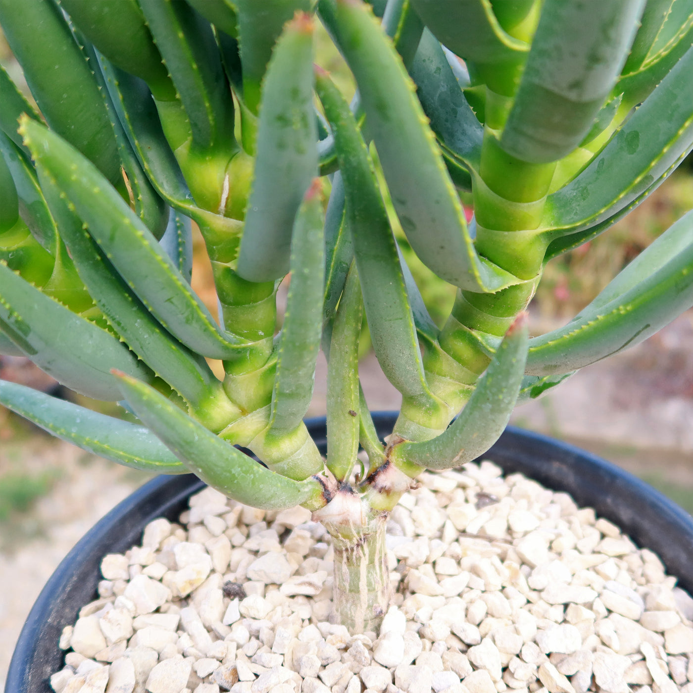 Aloe ramosissima