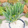 Aloe ramosissima