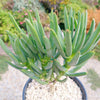 Aloe ramosissima