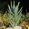 Aloe ramosissima