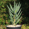 Aloe ramosissima