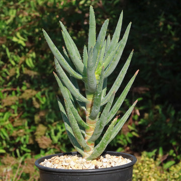 aloe vera cam plant Multi-Branched Aloe Ramosissima For Sale Online