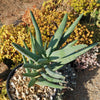 Aloe ramosissima