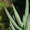 Aloe ramosissima