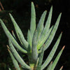 Aloe ramosissima