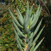 Aloe ramosissima