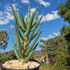 Aloe ramosissima