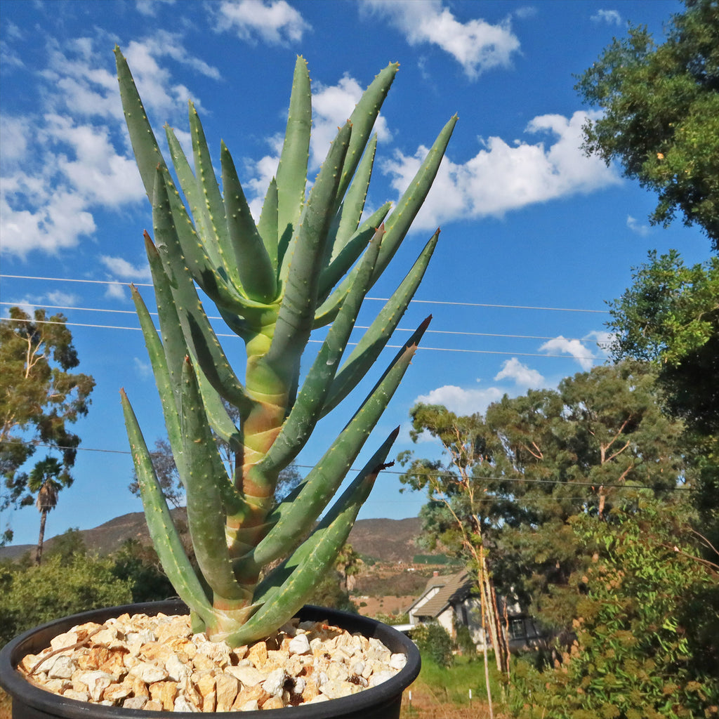 Aloe ramosissima
