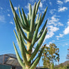 Aloe ramosissima