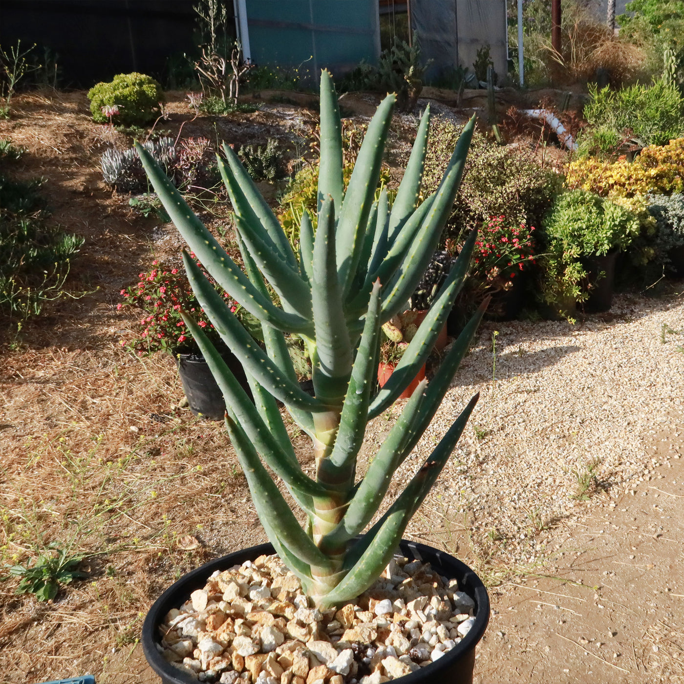 aloe vera cam plant Multi-Branched Aloe Ramosissima For Sale Online