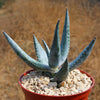 Aloe vanbalenii