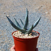 Aloe vanbalenii