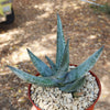 Aloe vanbalenii