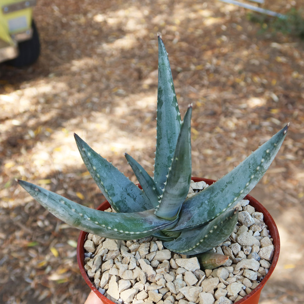 Aloe vanbalenii