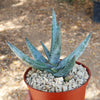 Aloe vanbalenii