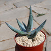 Aloe vanbalenii