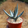 Aloe vanbalenii