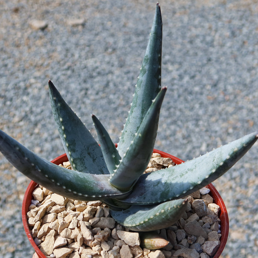 Aloe vanbalenii