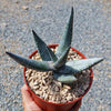 Aloe vanbalenii