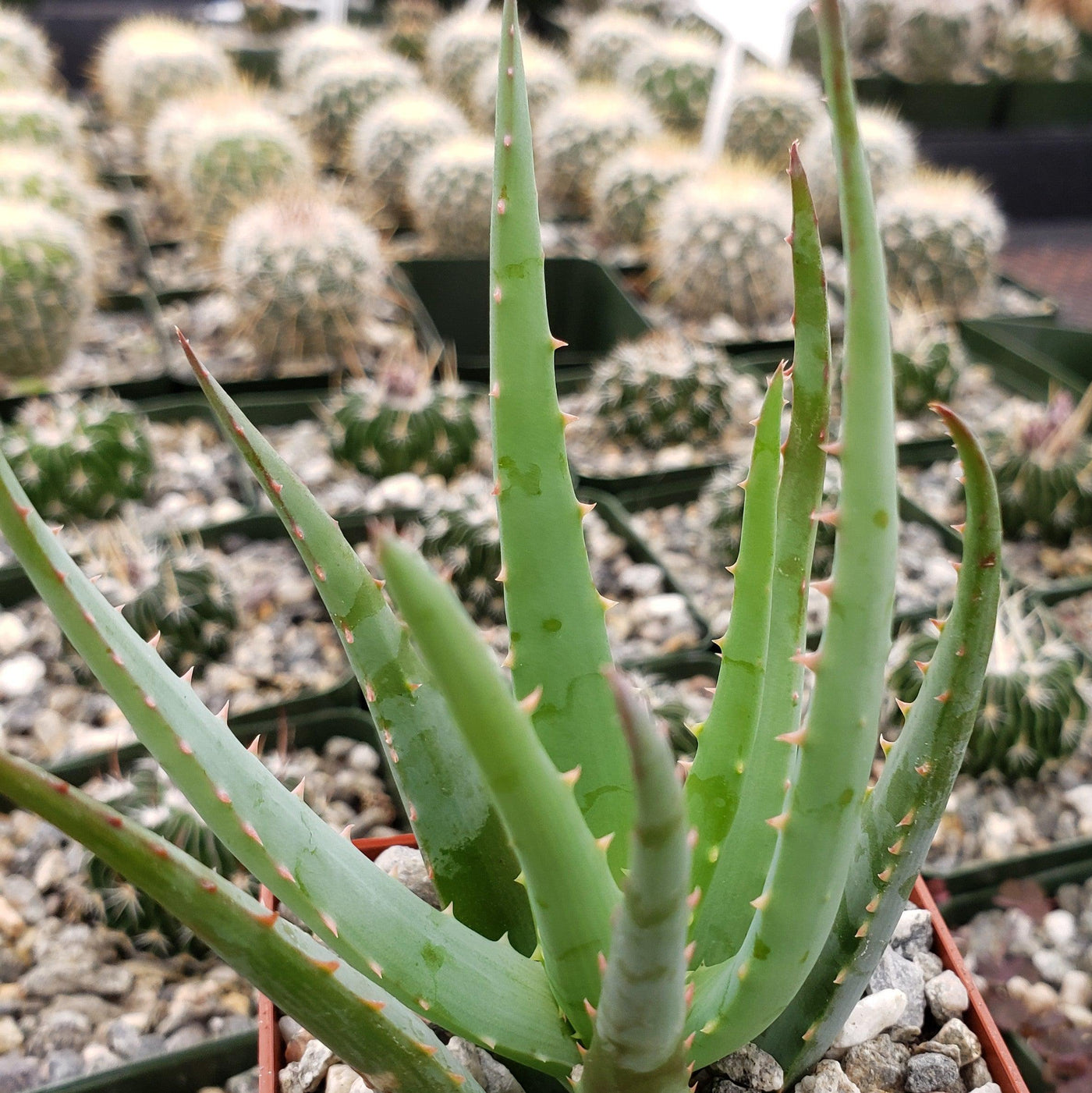 blue aloe vera plant Buy Evergreen Aloe Blue Elf | California Aloe