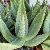 Cape Aloe - Aloe ferox