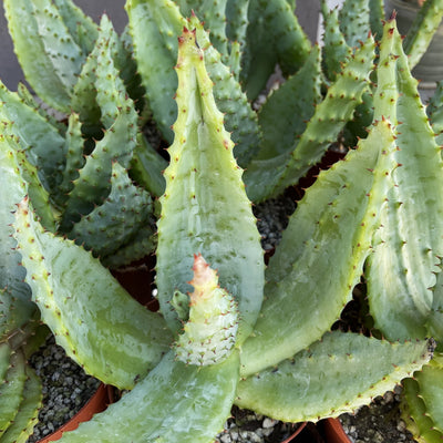 Cape Aloe - Aloe ferox