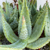 Cape Aloe - Aloe ferox