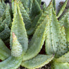 Cape Aloe - Aloe ferox