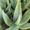 Cape Aloe - Aloe ferox