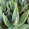 Cape Aloe - Aloe ferox