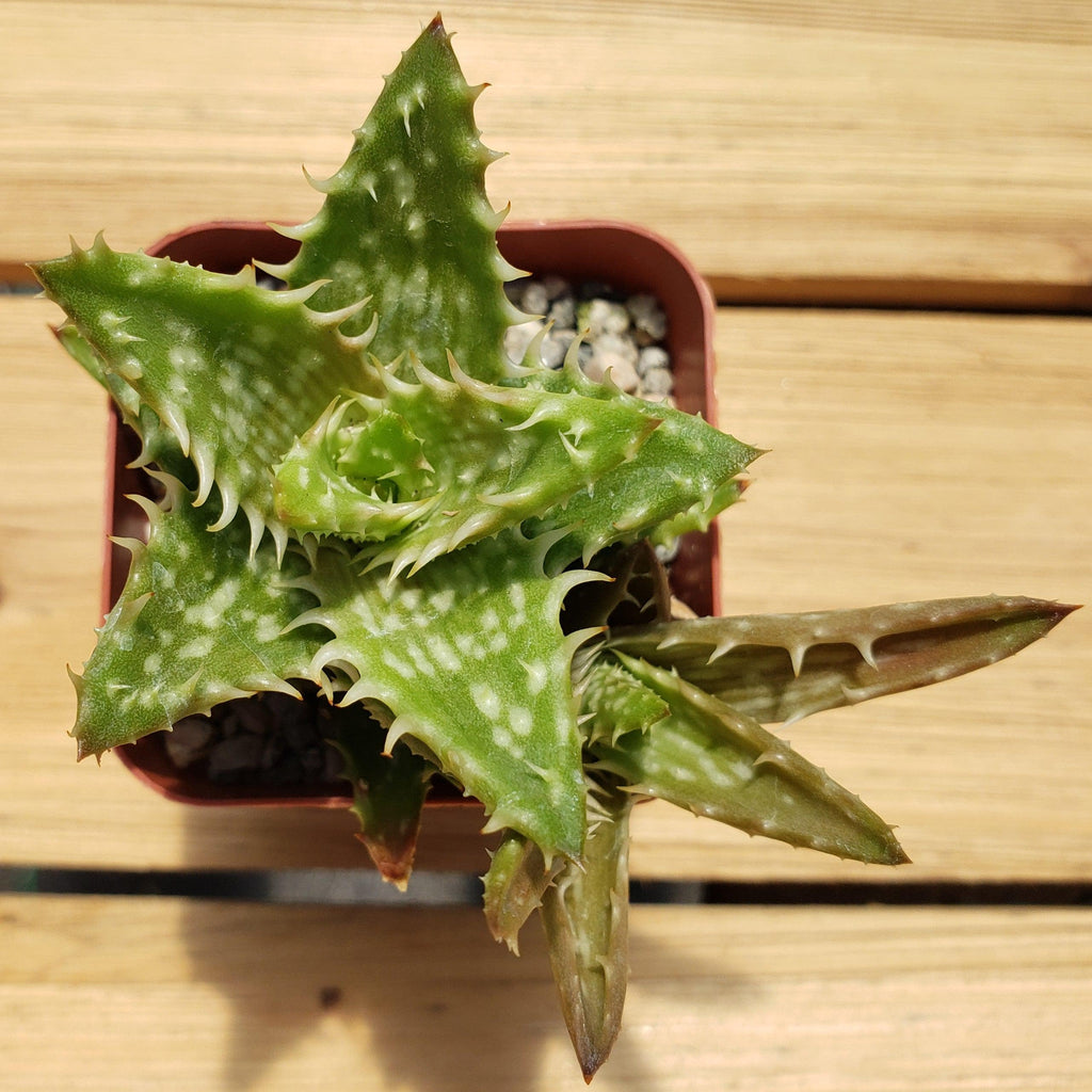 Aloe juvenna