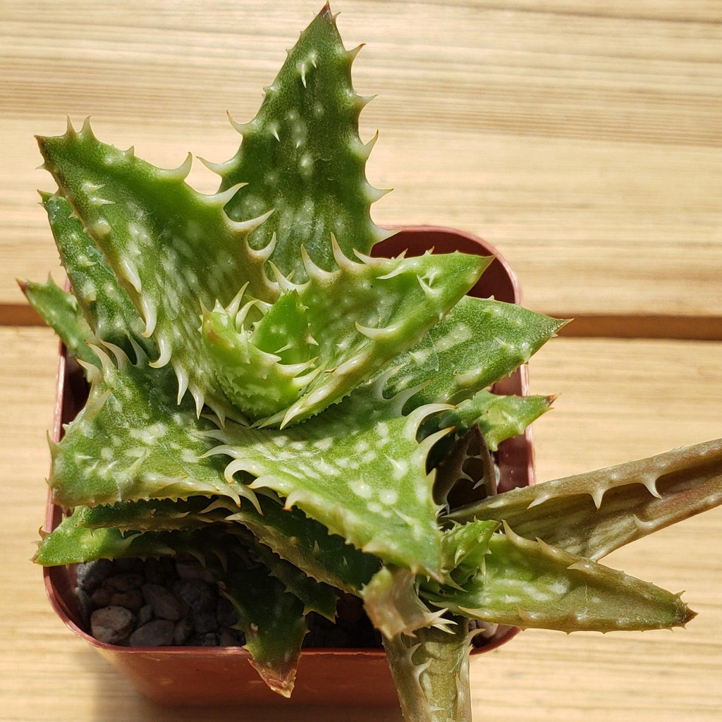Aloe juvenna