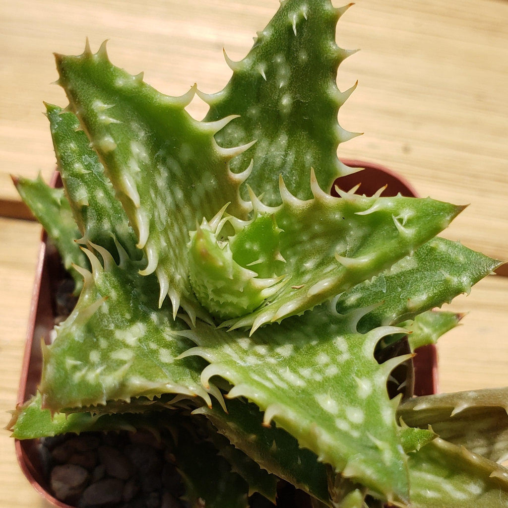Aloe juvenna