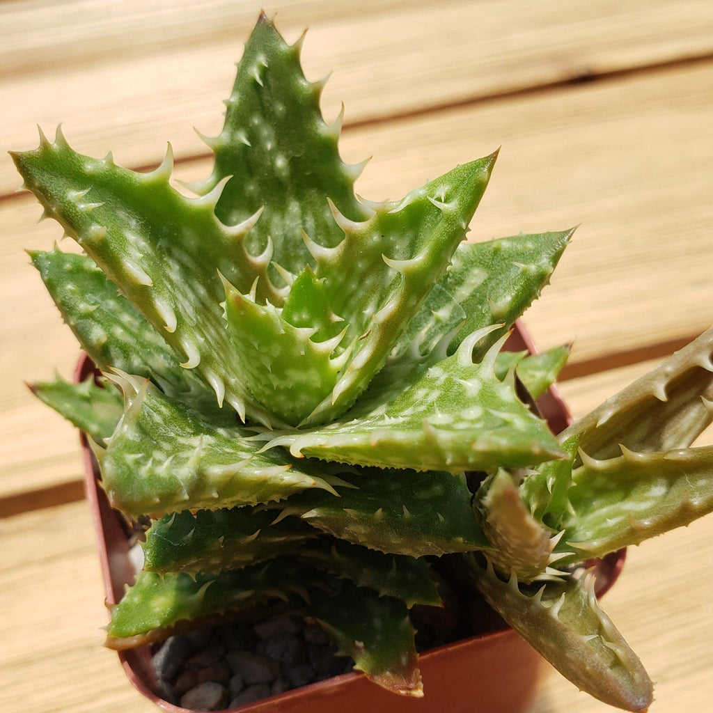 Aloe juvenna