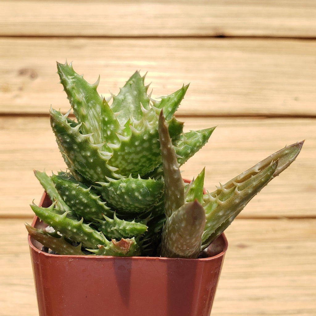 Aloe juvenna