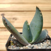 Aloe comptonii