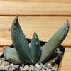 Aloe comptonii