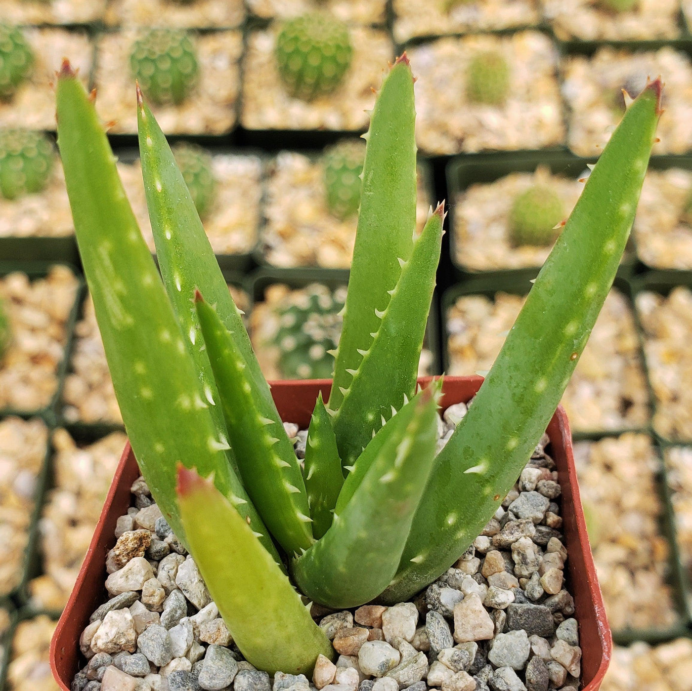 aleo aloe vera plant Aloe crosbys prolific – Planet Desert