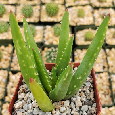 Aloe crosbys prolific