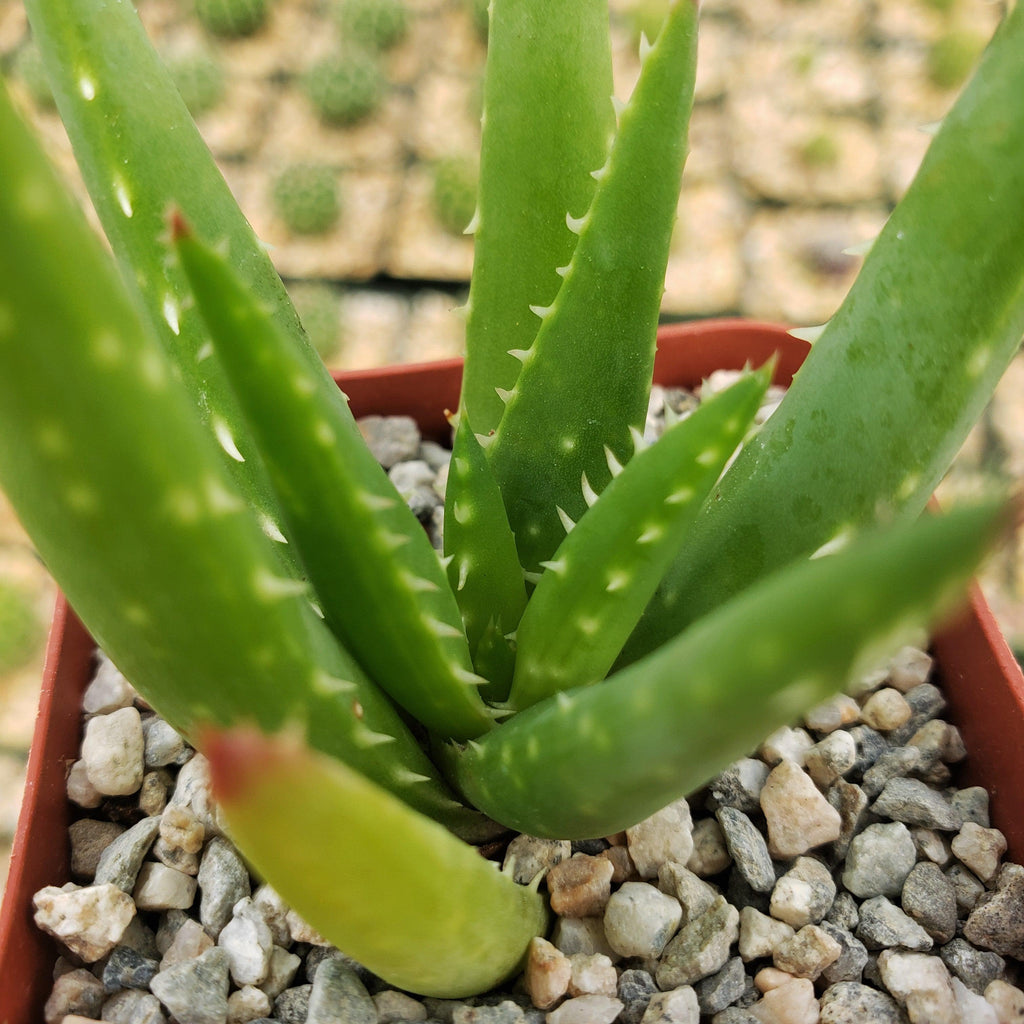 Aloe crosbys prolific