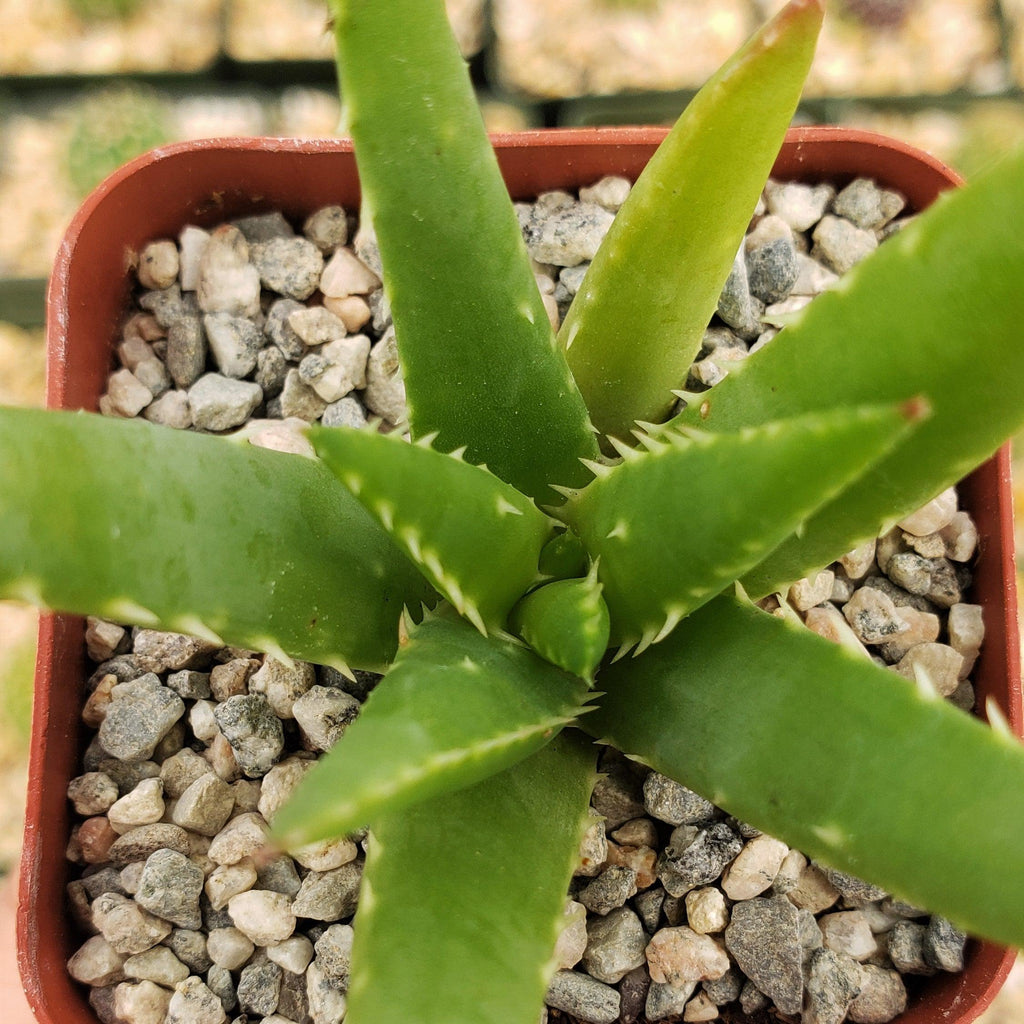 Aloe crosbys prolific