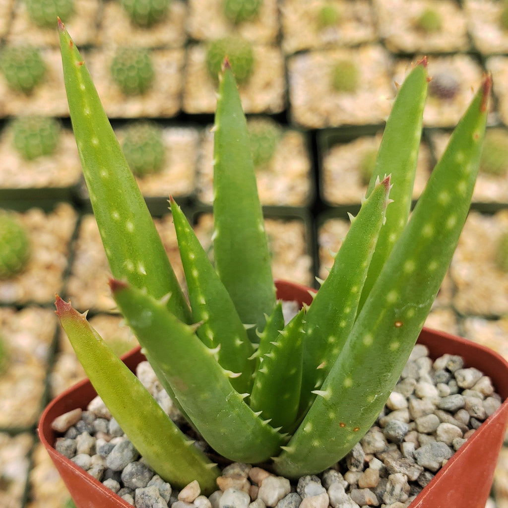 Aloe crosbys prolific