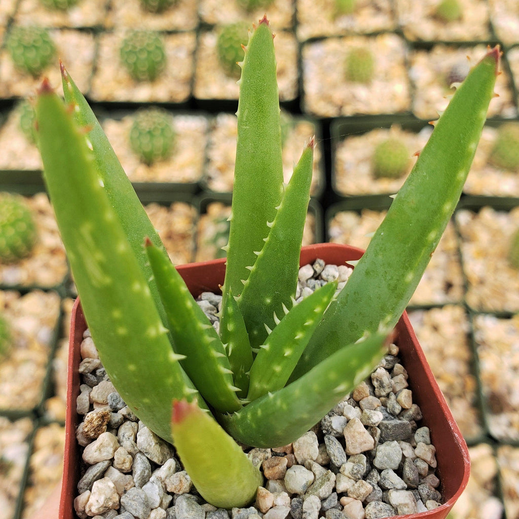Aloe crosbys prolific